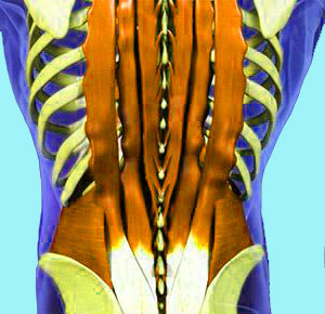 Lower Back Muscle Pain