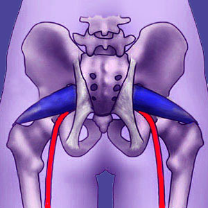 Sciatic Nerve